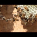 Bienen Naturwabe